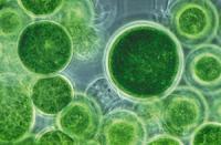 biocarburants et algues