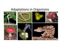 adaptation